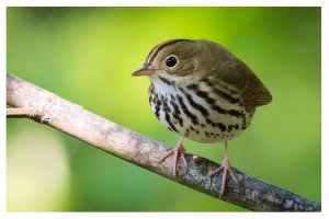 Ovenbird