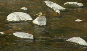 Grey Wagtail