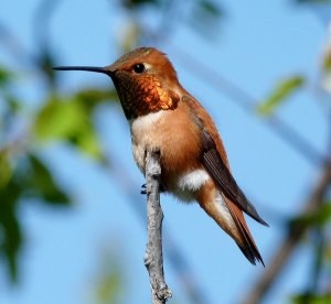 Rufous Hummingbird