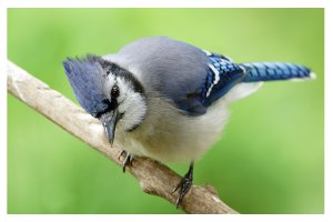 Blue jay