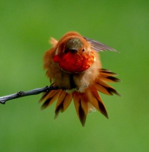 Rufous Hummingbird