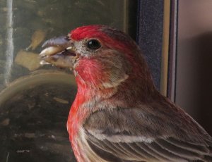 House Finch