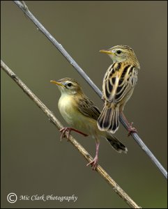 Fan-tailed Warbler