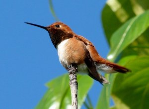 Rufous Hummingbird