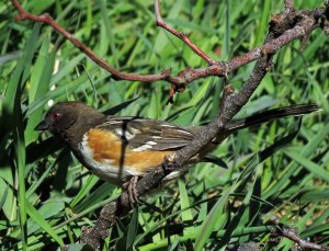 Spotted Towhee