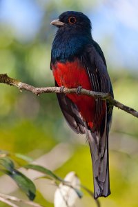 Surucua Trogon