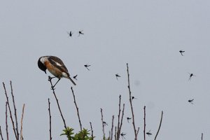 Stonechat under attack