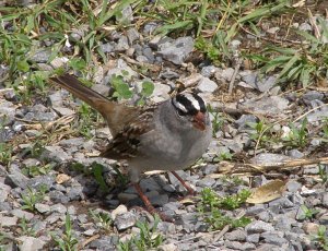 White-Crowned Sparrow in driveway