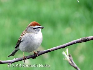 chipping sparrow