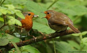 Gifted Robin