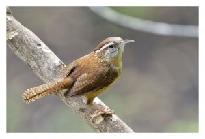 Carolina Wren