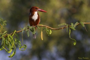 White-throated Kingfisher