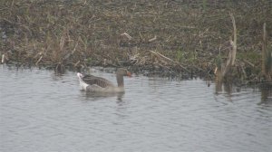 Greylag Goose