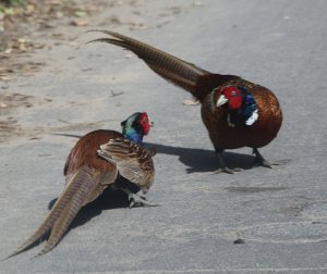 'Fighting in the street'