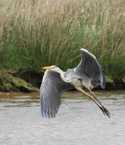 Grey Heron