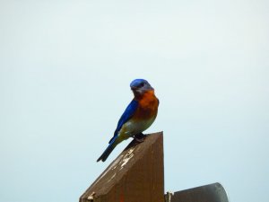 Eastern Bluebird