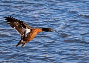 Male Chestnut Teal Duck