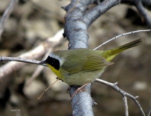 Common Yellowthroat