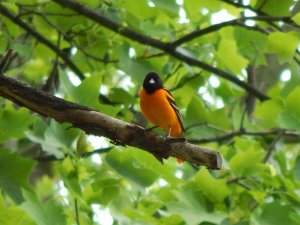 Baltimore Oriole