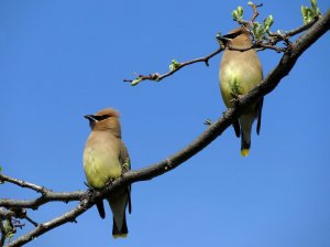 Cedar Waxwings