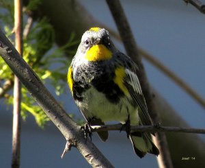 Audubon's Yellow-rumped