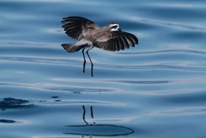 White-faced storm petrel