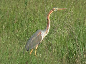 Purple Heron, Tarcal, Hungary