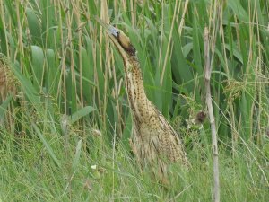 Bittern, Bihar, Hungary