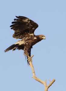 Great Spotted Eagle