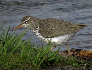 Spotted Sandpiper