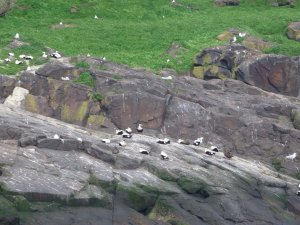 Eider Ducks On Craigleith