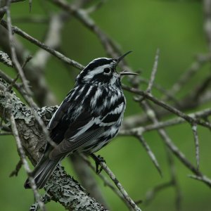 Black-and-White Warbler