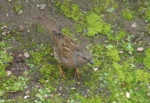 Dunnock