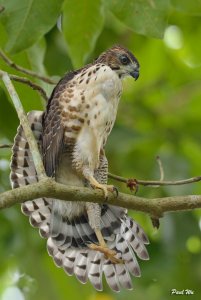 Crested Goshawk, juvenile