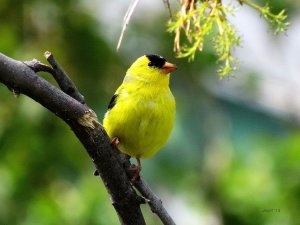 Goldfinch