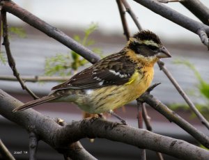 Black-headed Grosbeak