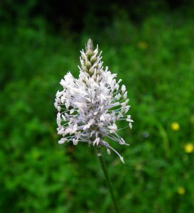 Hoary Plantain