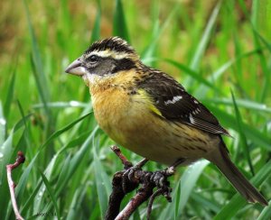 Black-headed Grosbeak