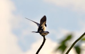 Swallows