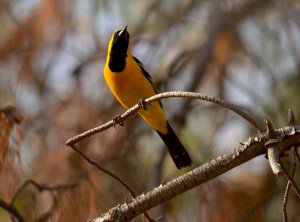 Hooded Oriole