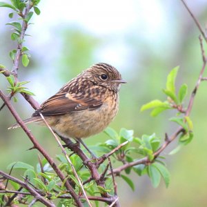 Stonechat