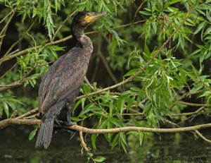 Cormorant