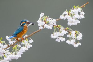 Kingfisher on Blossom