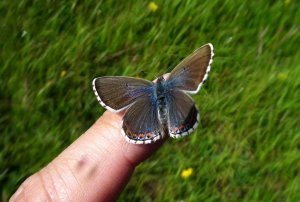 Adonis Blue (in training to do tricks)