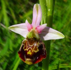 Rare & Beautiful Wild UK Orchid