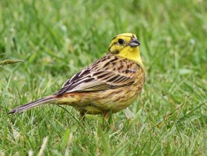 Yellowhammer