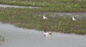 Shelduck