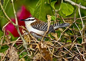 Rufous-naped Wren