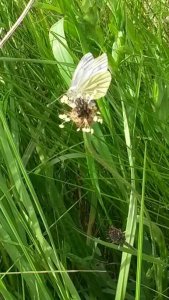 Cabbage Butterfly