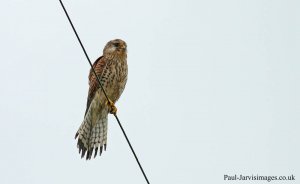 Kestrel